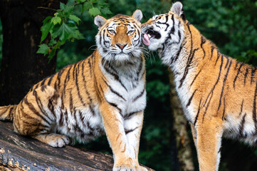 Pair of Siberian Tigers in Harmony
