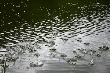 Crisp capture of water droplets creating a splash in a tranquil green pond, with ripples spreading out
