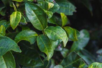 Green tea leaves, close-up outdoor photo