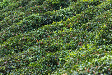 Tea plantation, bushes with green leaves