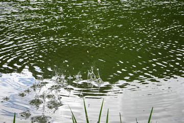 Crisp capture of water droplets creating a splash in a tranquil green pond, with ripples spreading out