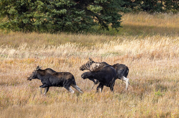 Bull and Cow Moose Rutting in Autumn in Wyoming