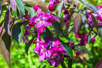 Decorative apple tree in bloom. Malus hupehensismalus branch