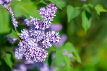 Lilac flowers on a sunny summer day. Close-up photo with selective soft focus