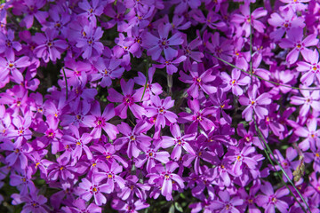 Purple flowers on a sunny day, natural background. Phlox subulata