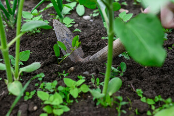 Close-up of a hand pulling weeds among green onion plants in a garden bed
