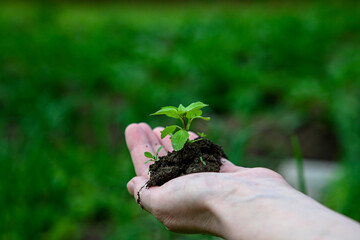 Earth Day. A close-up of a hand growing a tree, symbolizing growth and ecology
