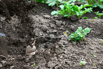 Close-up of hands using a spade to dig home potatoes in the vegetable garden