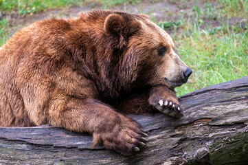 Fototapeta premium Kamchatka brown bear comfortable on a tree trunk