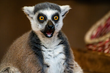 cute lemur catta looks surprised