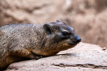 Rock hyrax lies on a stone