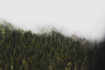 landscape in the mountains, dark forest in the fog, fir trees and pine trees, mystical mysterious forest, autumn, cloudy weather
