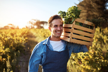 Agriculture, crate and farm for man with celery, natural produce and organic food in vineyard field. Sustainability, agribusiness and farmer with box for eco farming, gardening and harvesting