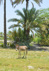 Portrait Donkey in palm tree farm, domestic animal natural background