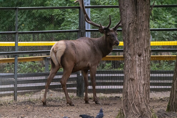 Full length side view portrait of adult brown Red deer (Cervus elaphus) stag with large horns walking on ground by fencein large paddock in a summer day. Soft focus. Animal theme.