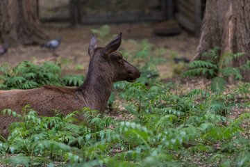 Close-up portrait of red deer (Cervus elaphus) doe lying down on ground between green plants in forest. Soft focus. Copy space. Animal portraits theme. Beauty in nature.