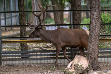Full length side view portrait of adult brown Red deer (Cervus elaphus) stag with large horns...