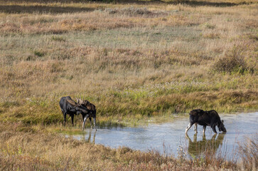 Bull and Cow Moose Rutting in Autumn in Wyoming