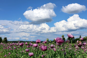 Blühende Mohnfelder im Kaiserstuhl im Frühling
