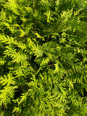 Green coniferous wood leaves background texture 