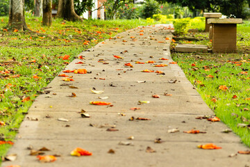 Camino con flores en otoño