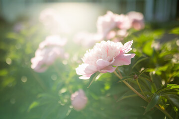 Beautiful pink peonies blossoming in the garden on summer evening. Beauty in nature.