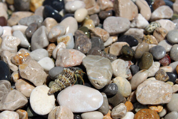 Small crab strolling on wet pebbles at a sunny beach, with soothing sea sounds. Waves wash over stones as the crustacean navigates a tranquil coastal scene, perfect for a relaxing vacation