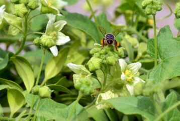 Biene auf einer Zaunrübe im Frühling