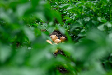 Fresh organic potatoes growing in a garden with lush green plants