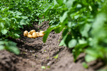 Fresh organic potatoes growing in a garden with lush green plants