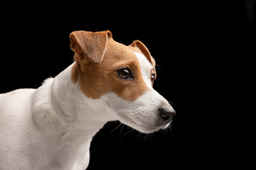 beautiful dog Jack Russell terrier on a black background, dog portrait