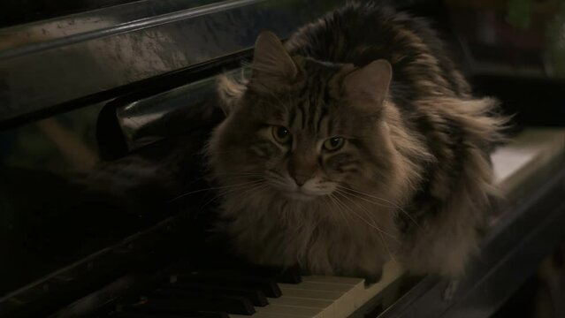 Cinematic,big cat sits on vintage old  black piano, cozy beautiful domestic animal, pet. close up. Grey kitty domestic adorable on black background. Music aducation concept  learning , skill 4k