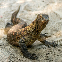 Varan imposant dans le parc zoologique de Beauval à Saint-Aignan, Loir-et-Cher, France