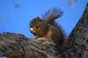 Close-up of a Grey squirrel Eating. Wild Animal Photo