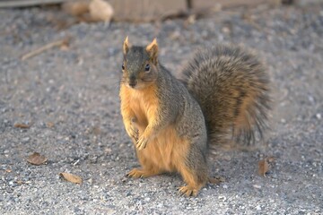 Close-up of a Grey squirrel Standing. Wild Animal Photo