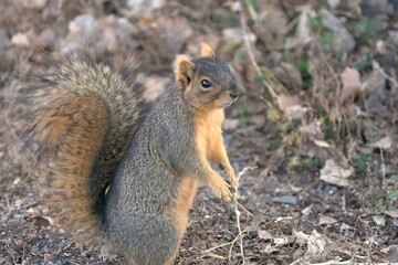 Close-up of a Grey squirrel Standing. Wild Animal Photo