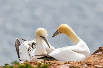 courtyard of gannets