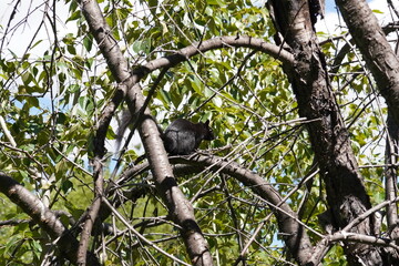 squirrel on the tree