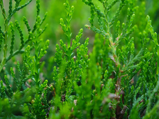 Detailed closeup shot of a lush green Thuja bush, showcasing its fresh, healthy foliage in natural daylight.