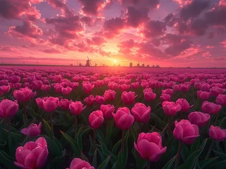 Gordijnen A field of pink tulips in the Netherlands, windmills in the background © Graph Squad