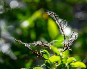 cottonwood fluff caught on a branch