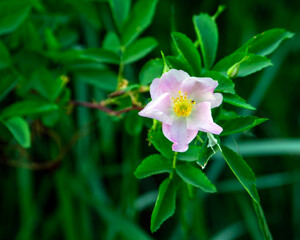 Obraz premium pink and white flower among green leaves