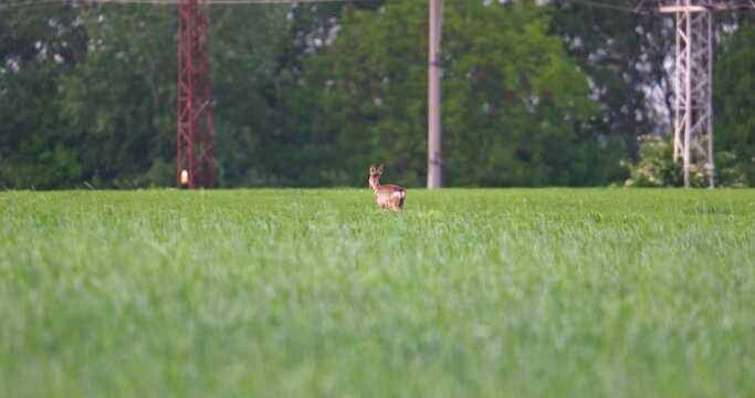 European roe deer walking on a wheat field