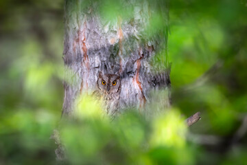 Owl. Eurasian Scops Owl. (Otus scops). Green nature background.