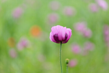 Violett-rosafarbene Blüte des Schlafmohns vor dem Hintergrund des Schlafmohnfeldes mit rotem Mohn
