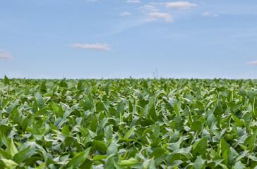 soybean field	