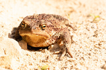 A common toad crawls along a sandy rocky surface. Wild animal on a bright sunny day. Selective focus