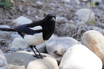 magpie at the river side