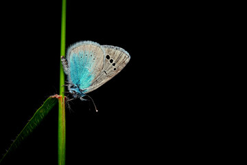 Pontic Blue. Polyommatus coelestina. Nature background. 