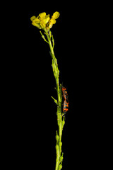 Macro nature. Fire bug. Sisymbrium loeselii. Dark nature background.  